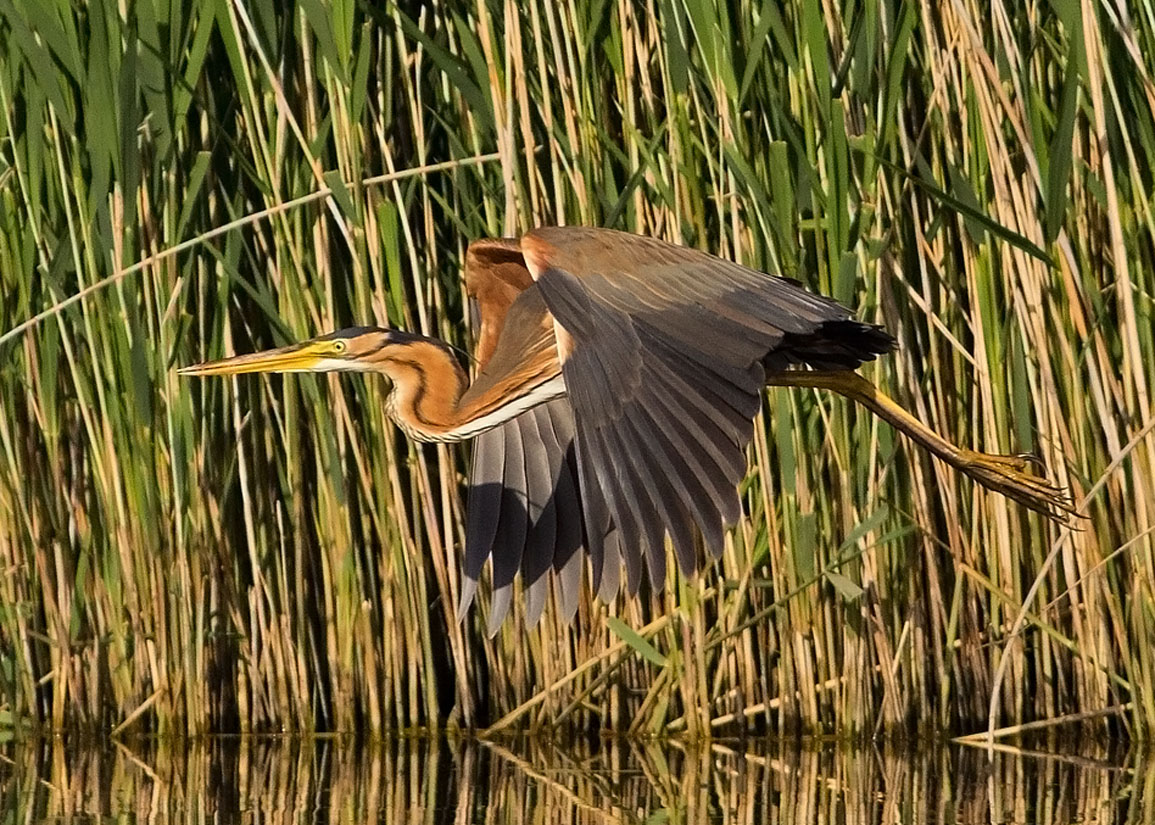 purple heron