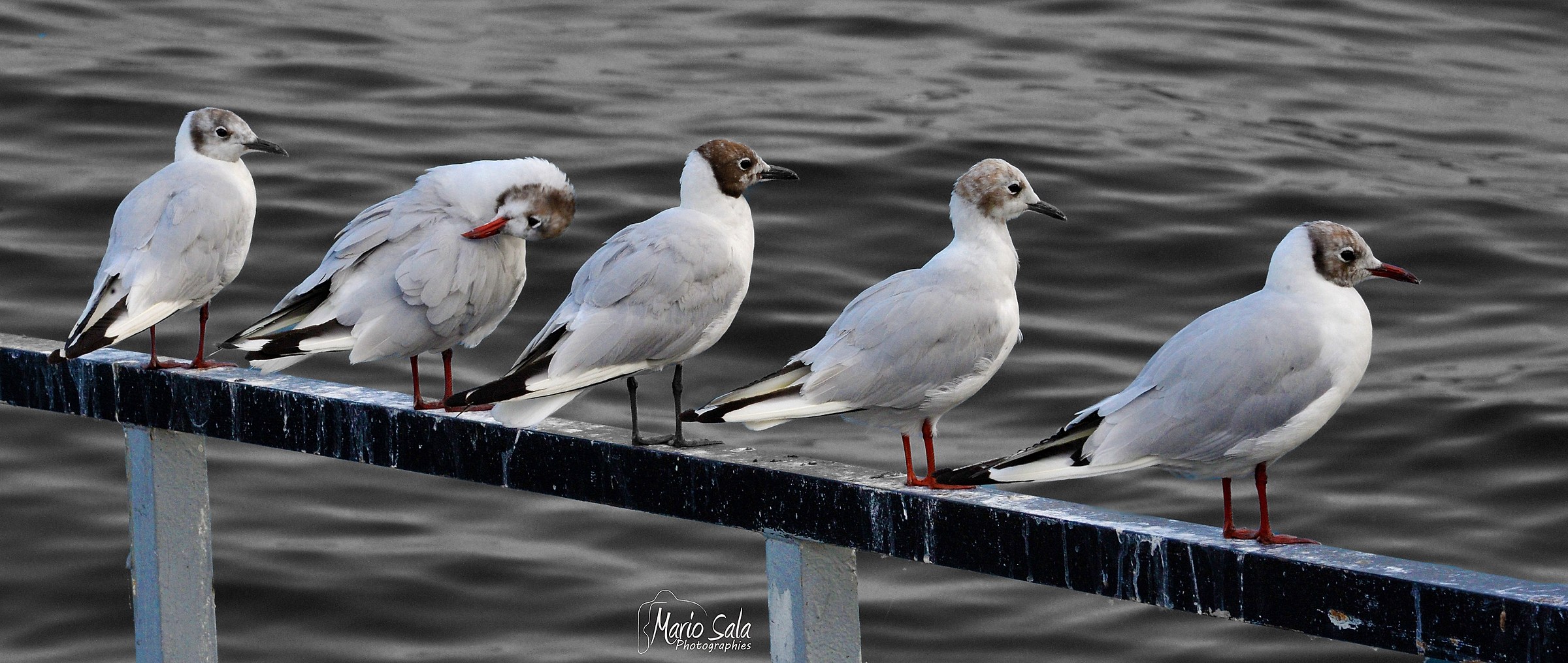 seagulls parked