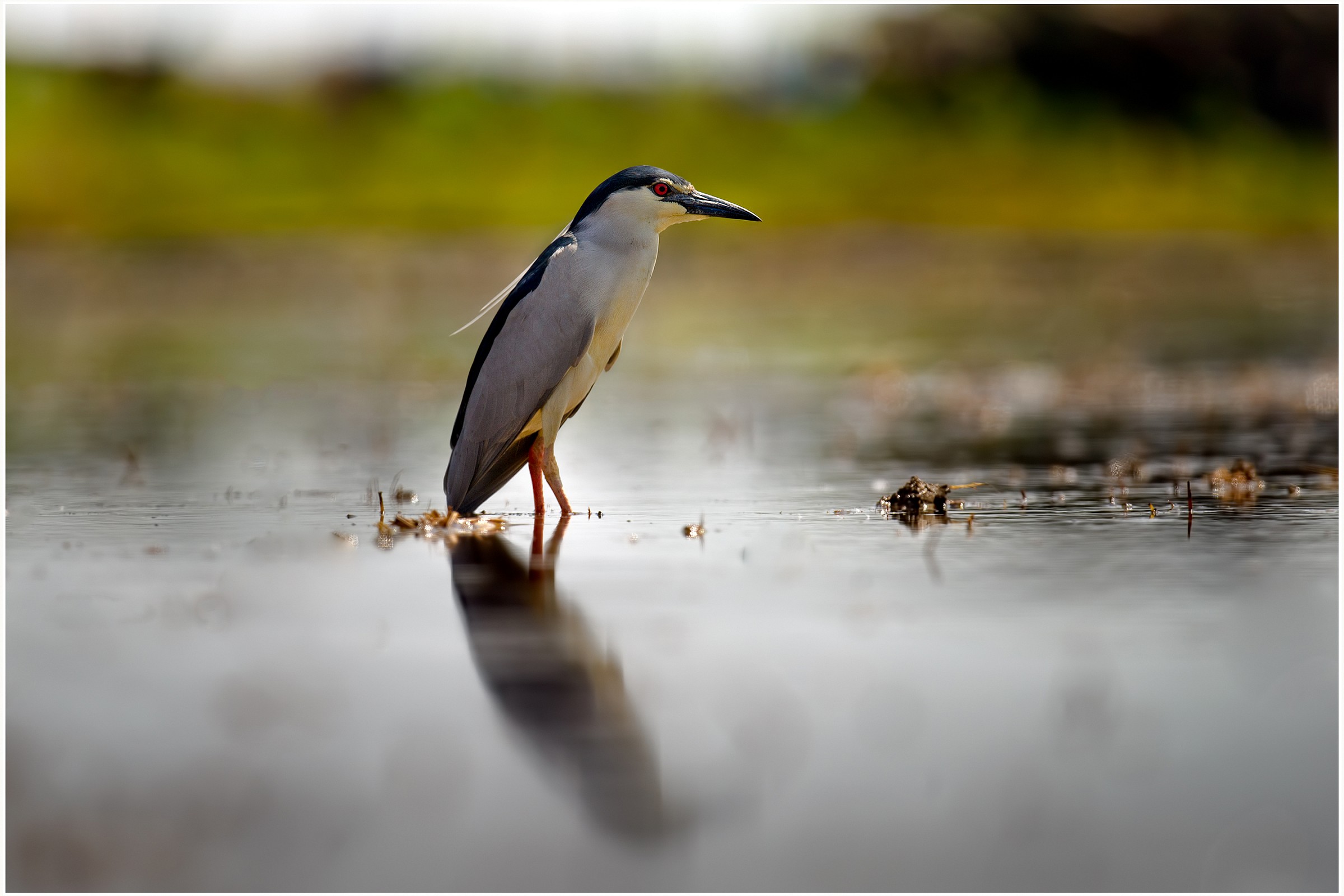 night heron posing