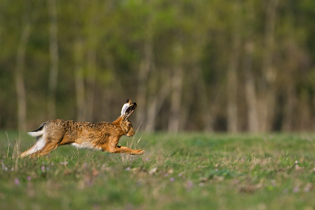 Run, rabbit, run ...