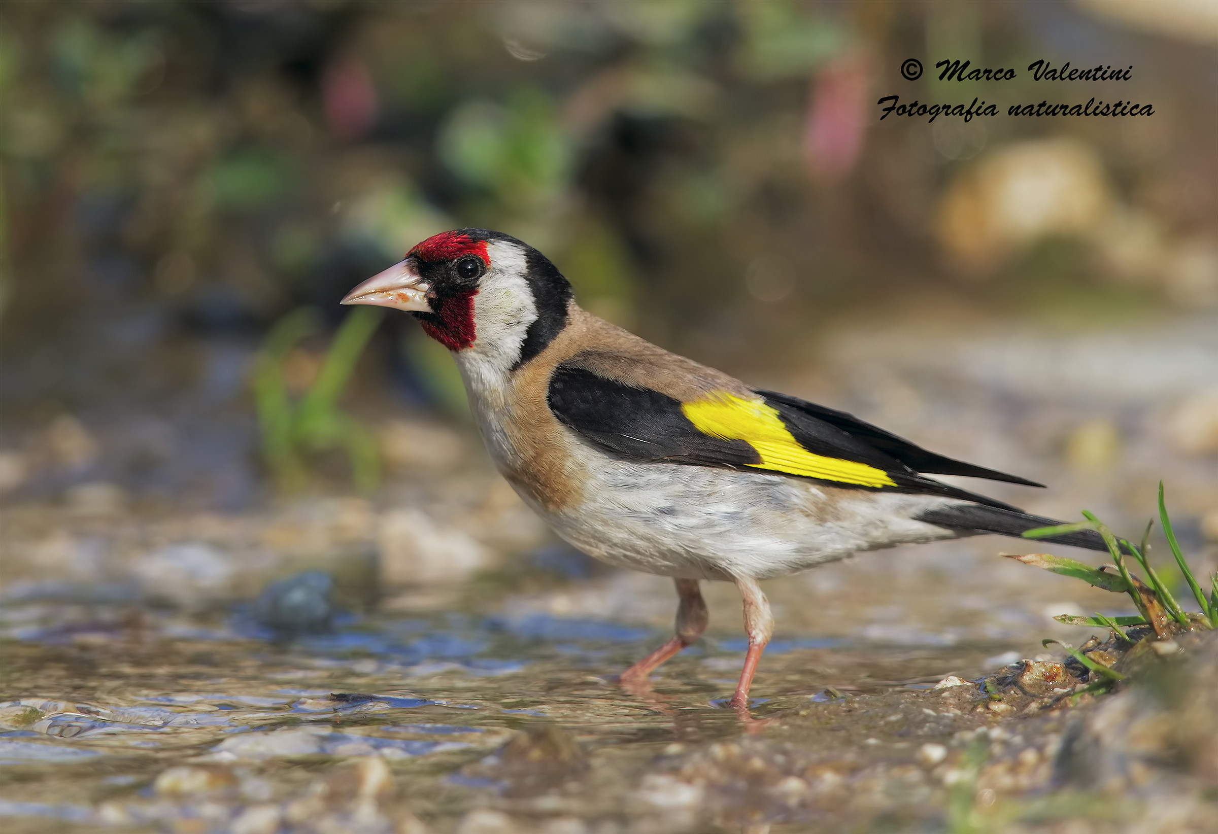 Goldfinch
