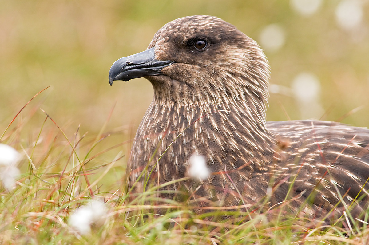 Bonxie