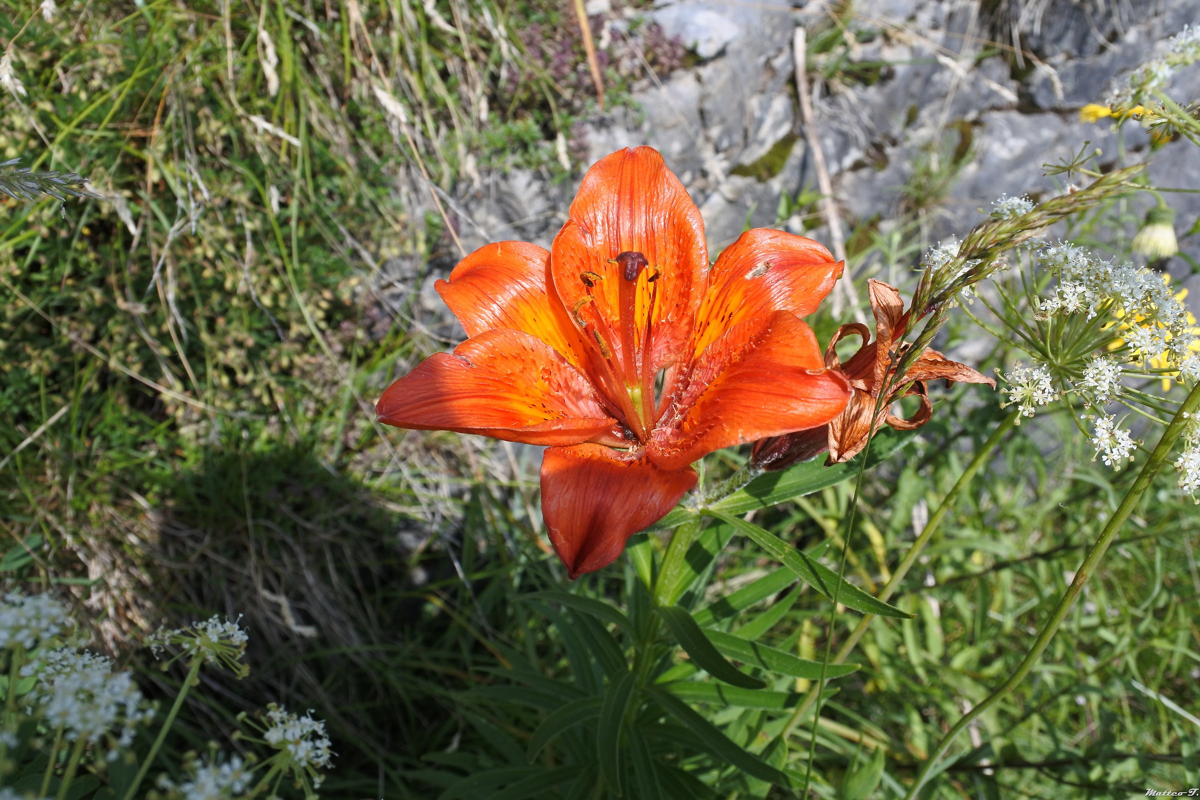 Fior di montagna - test su Rosso