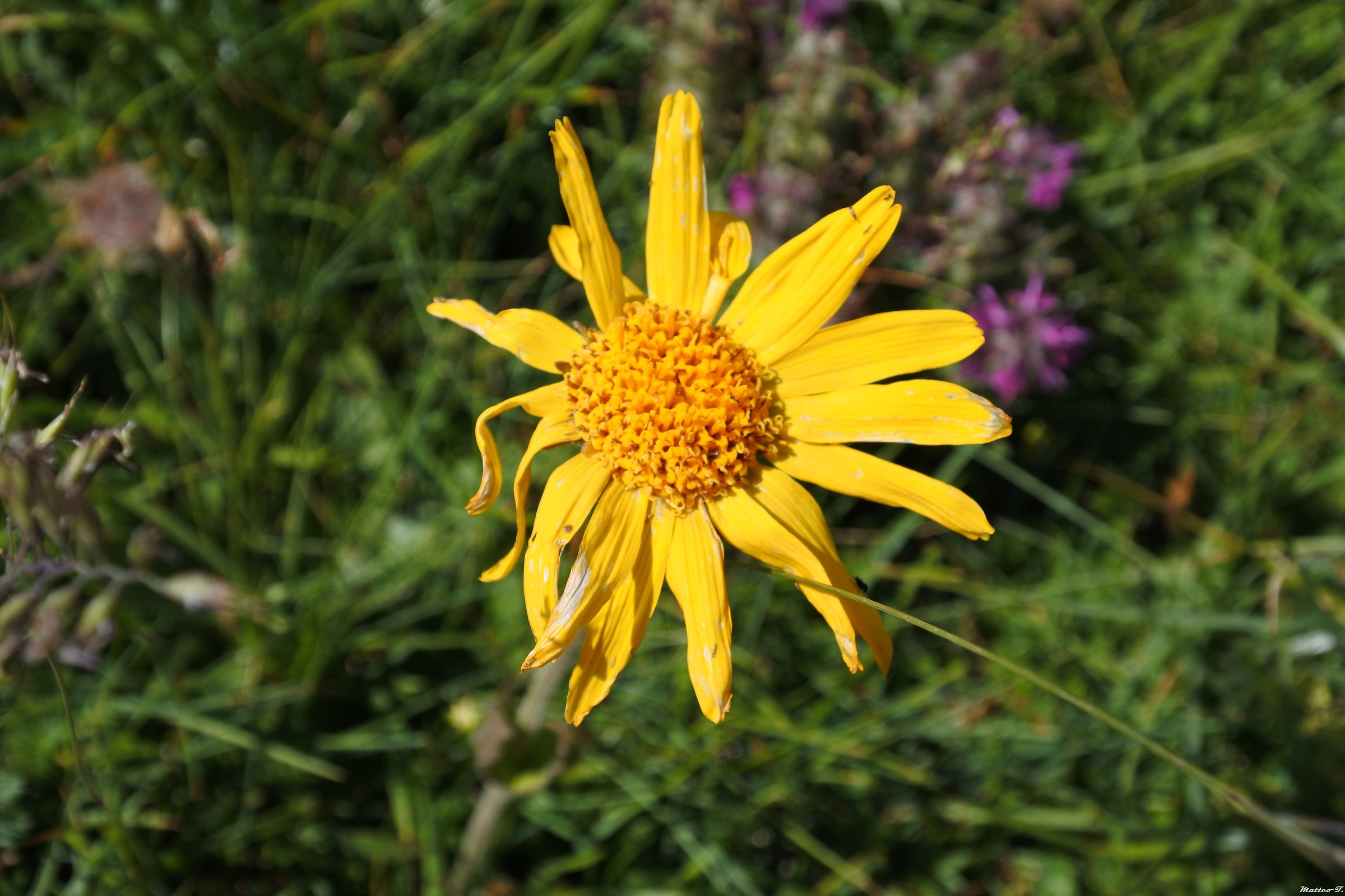 Fior di montagna - test su Giallo