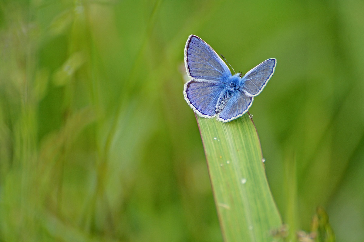 Celastrina Argiolus