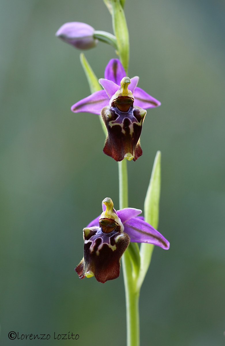 Ophrys apulica