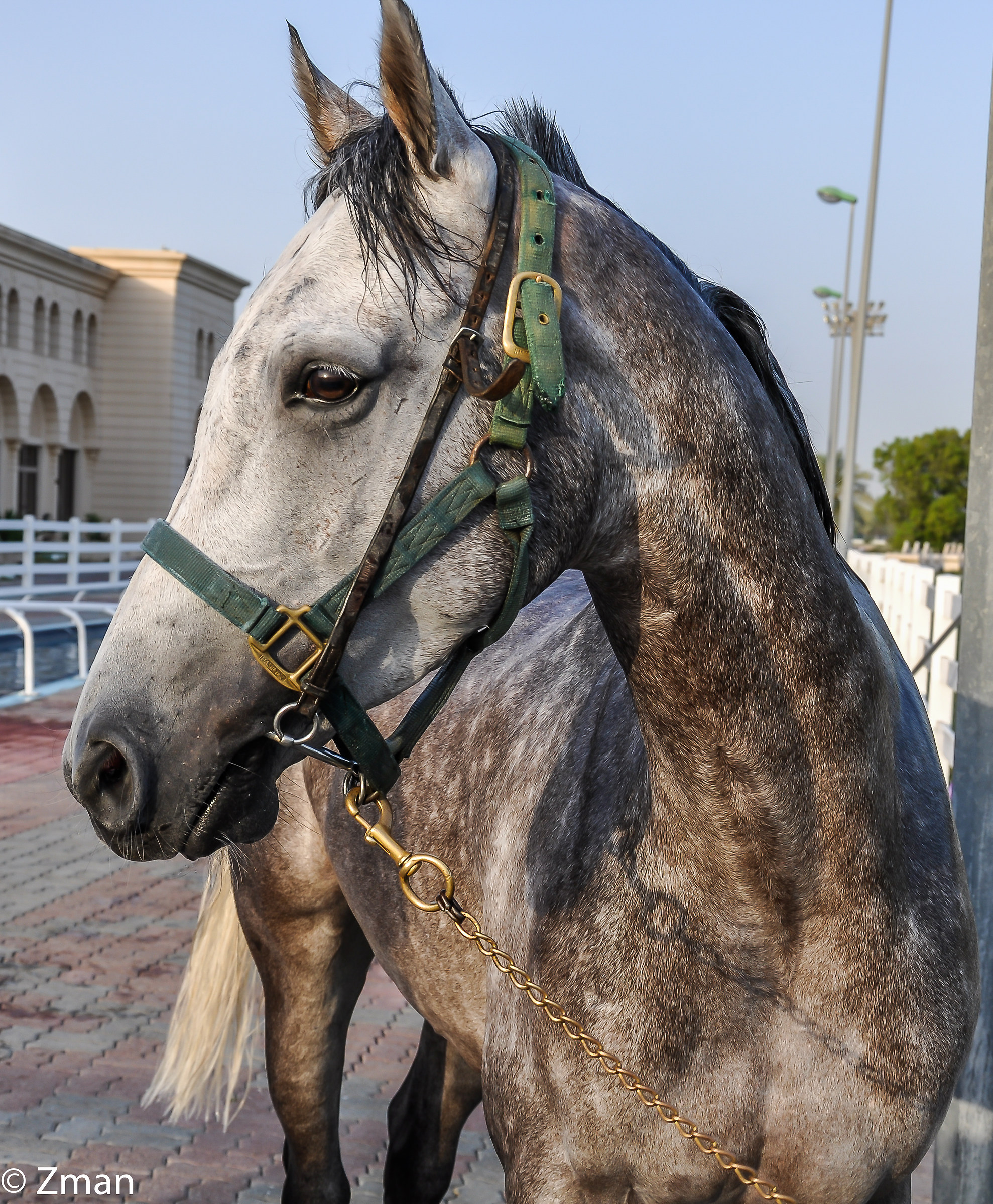 At The Equestrian Club