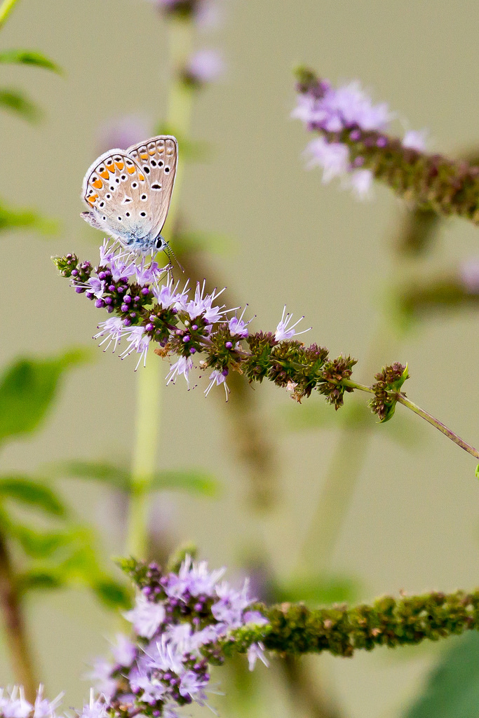 Aricia agestis, Macro