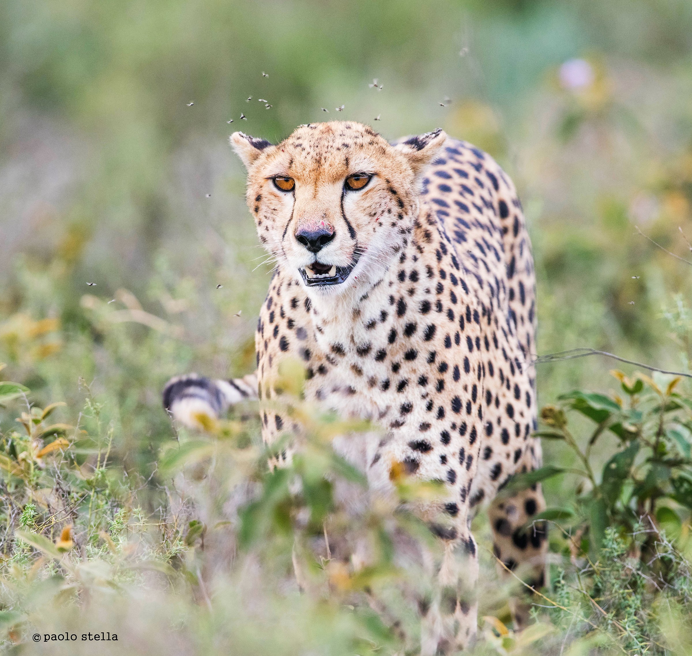 Walking cheetah