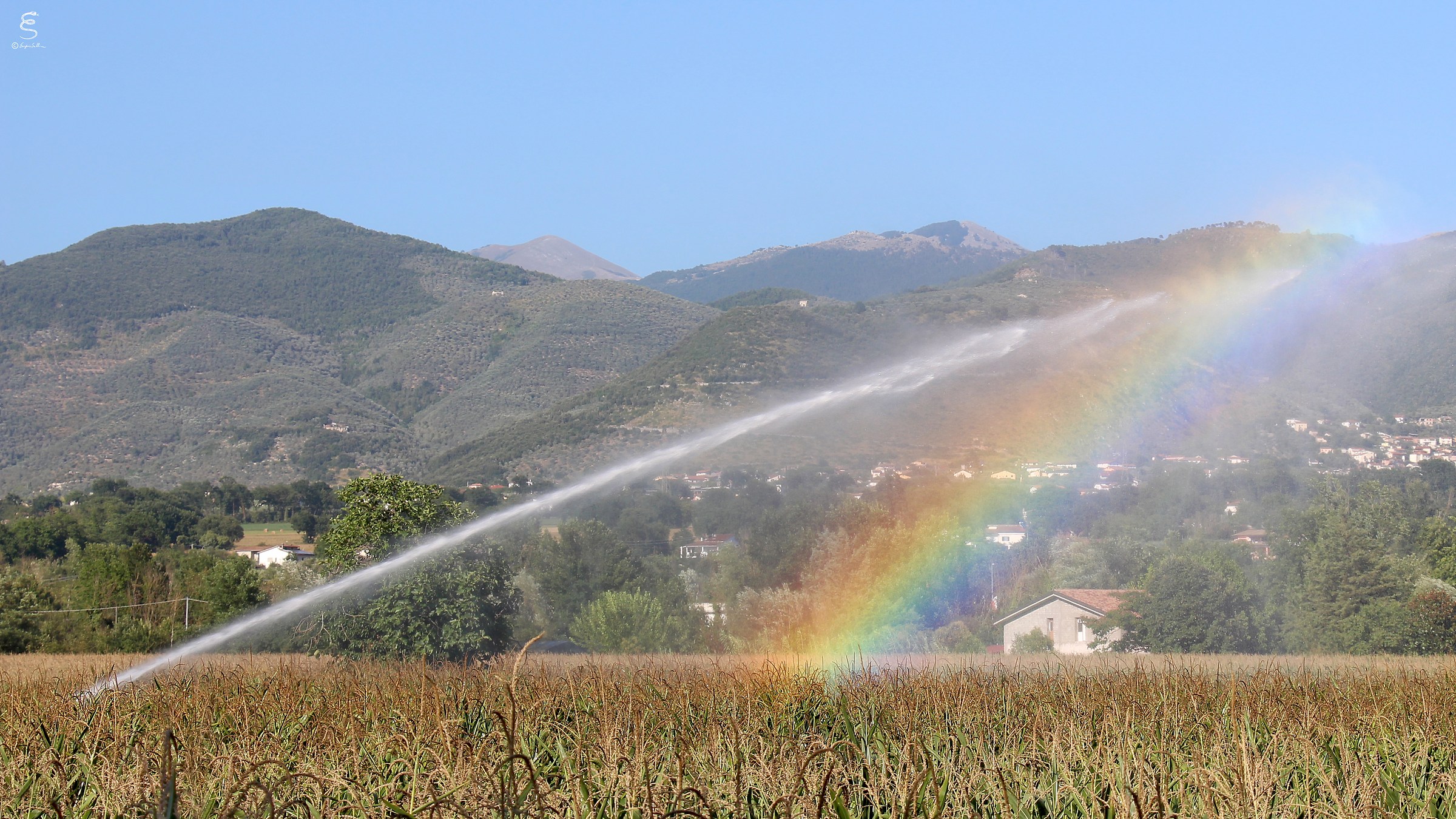 Rainbow in the cornfield