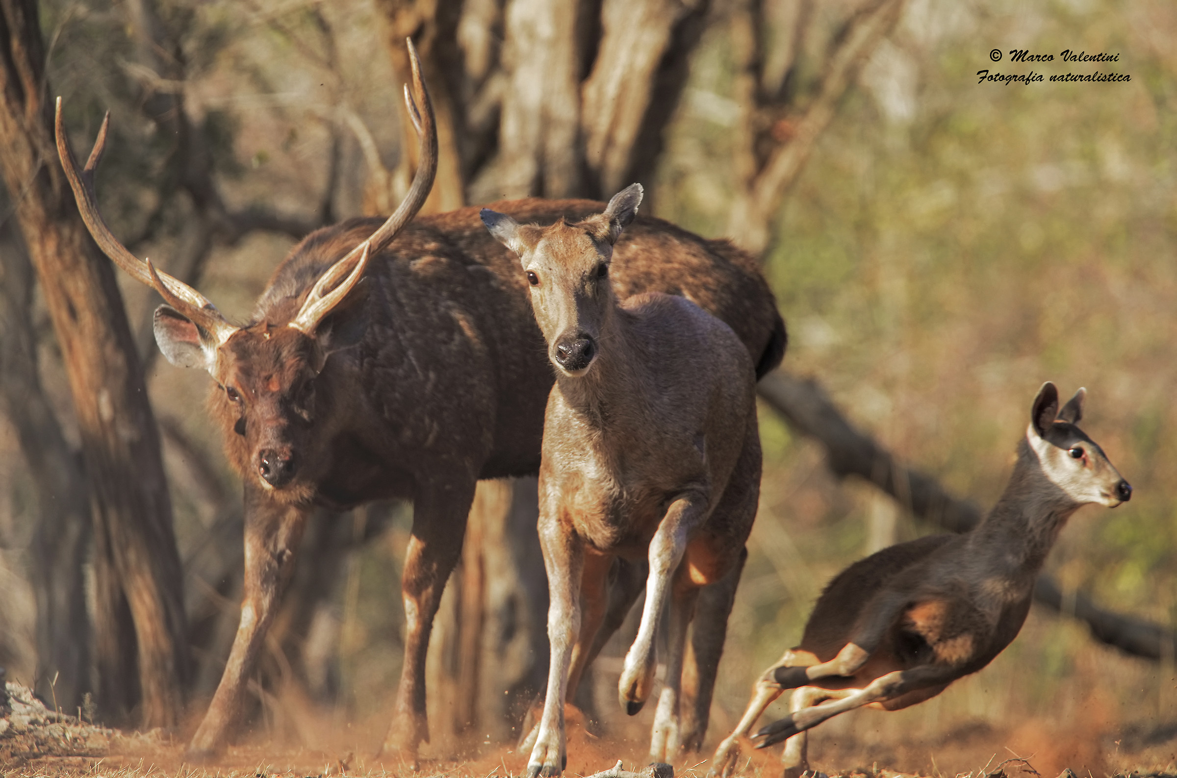 Deer family