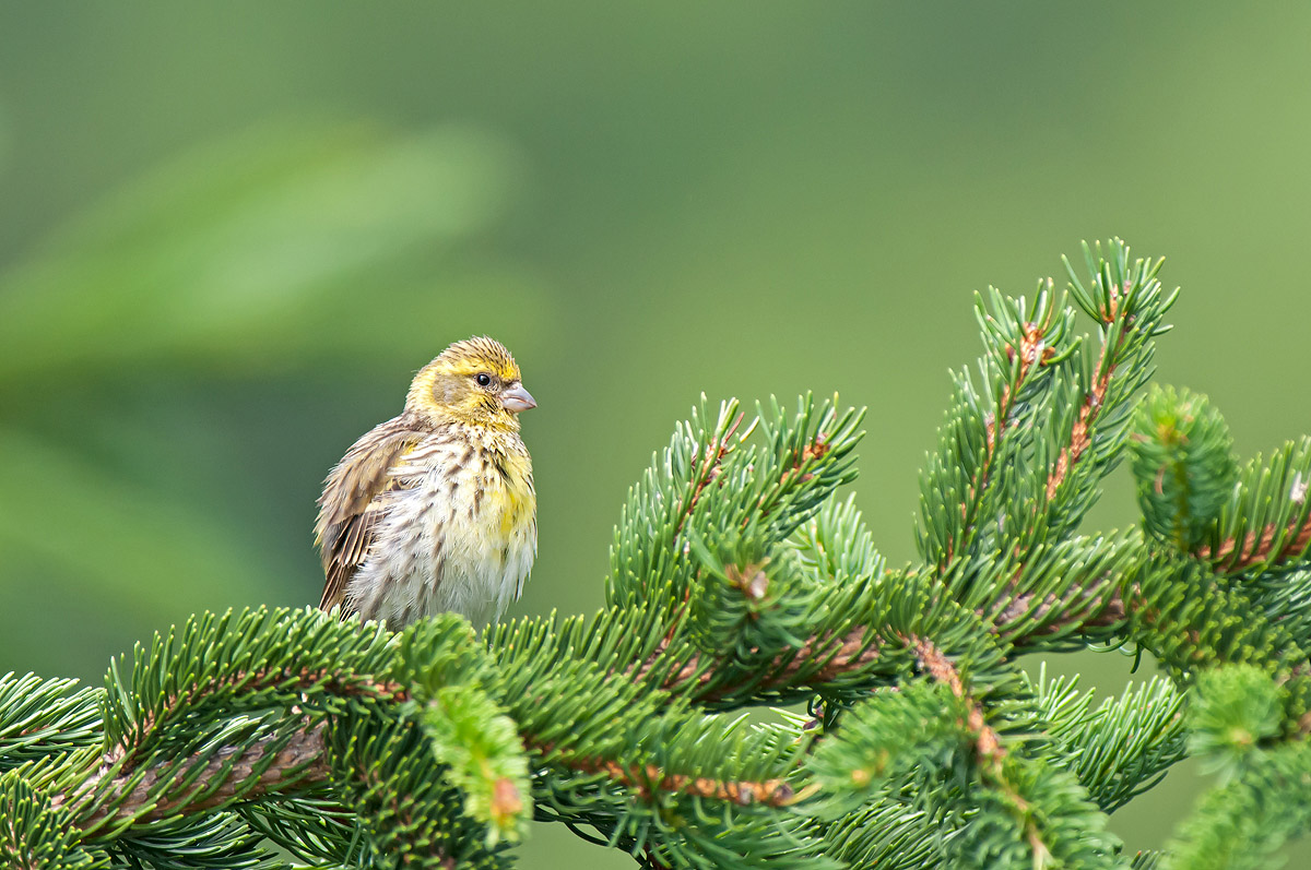 Verzellino arruffato