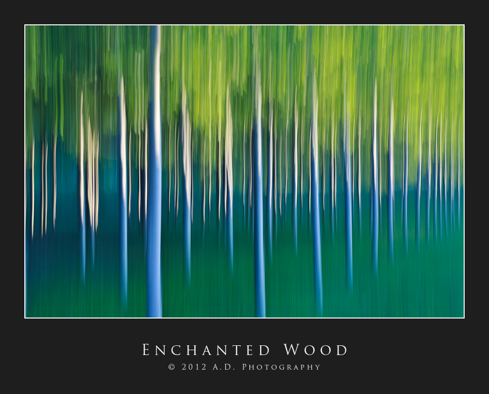 Enchanted Wood