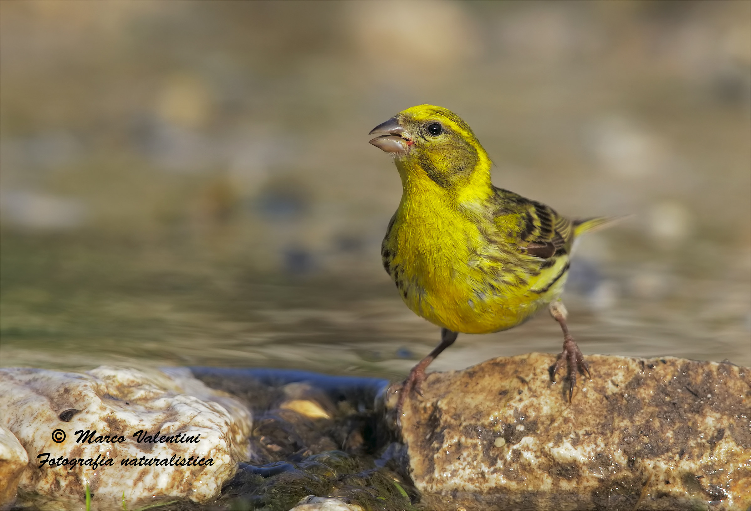 Serin all'abbeverata