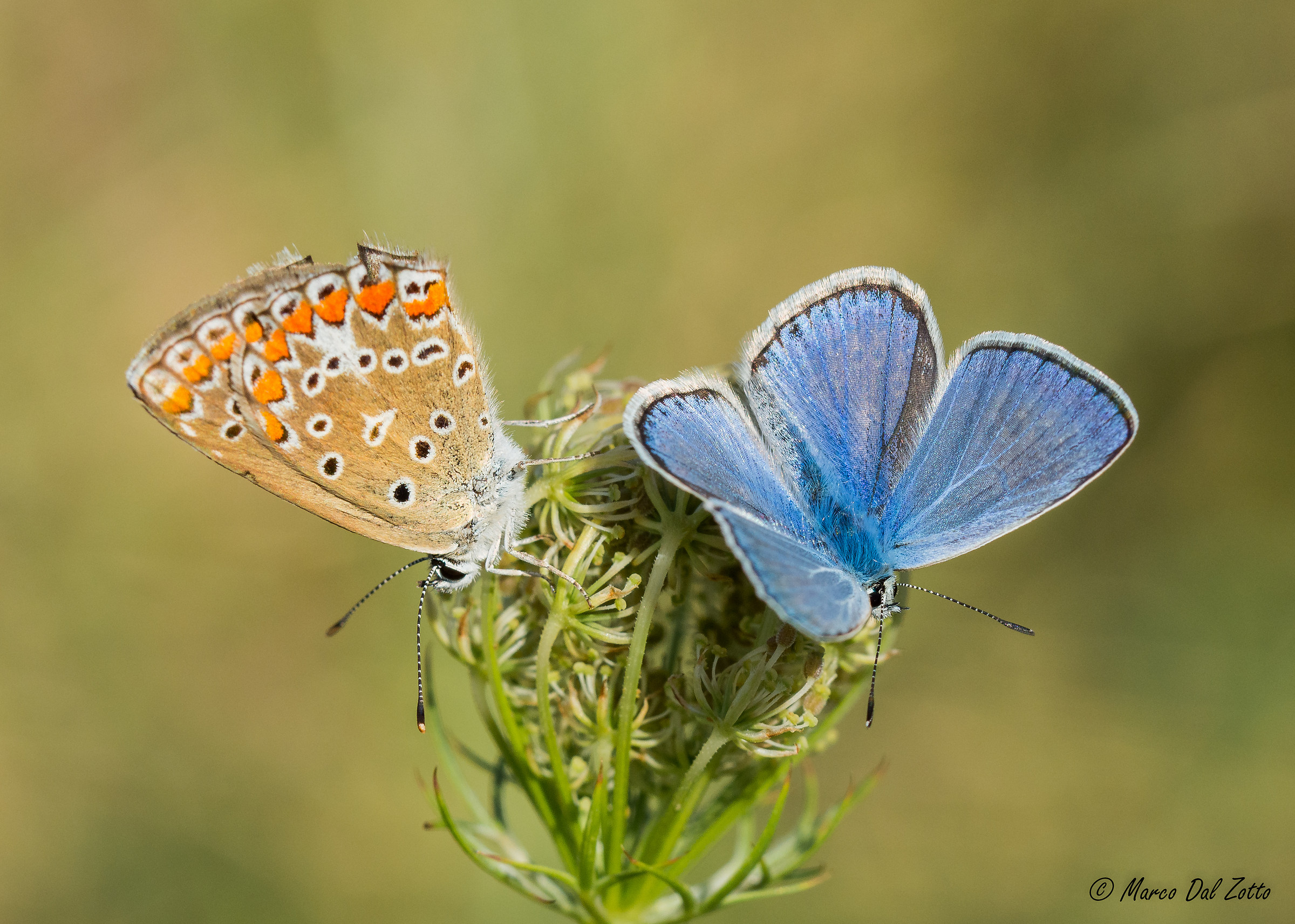 due splendide Polyommatus icarus