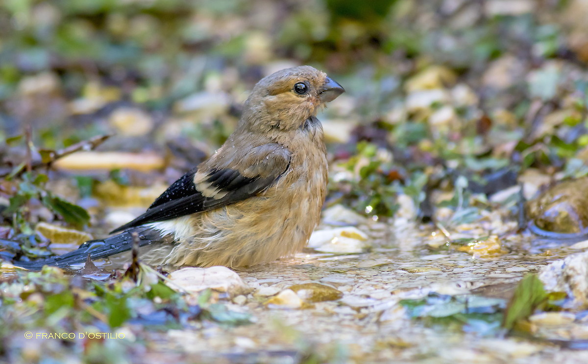 Young bullfinch