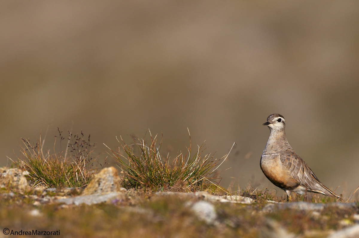 Dotterel