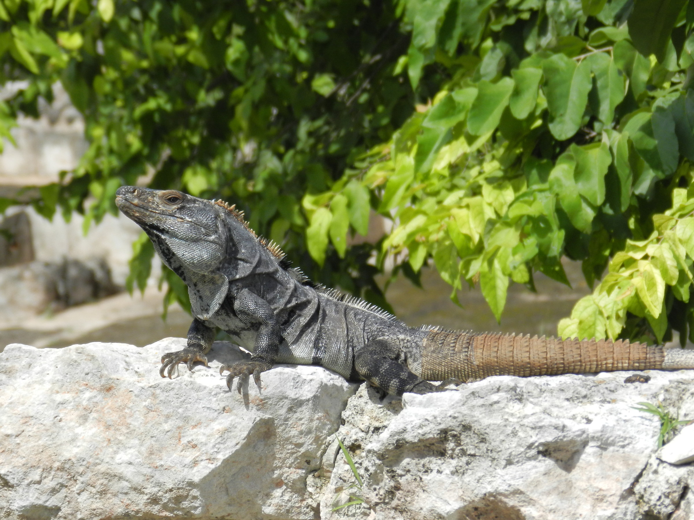 Uxmal, Yucatan, Mexico