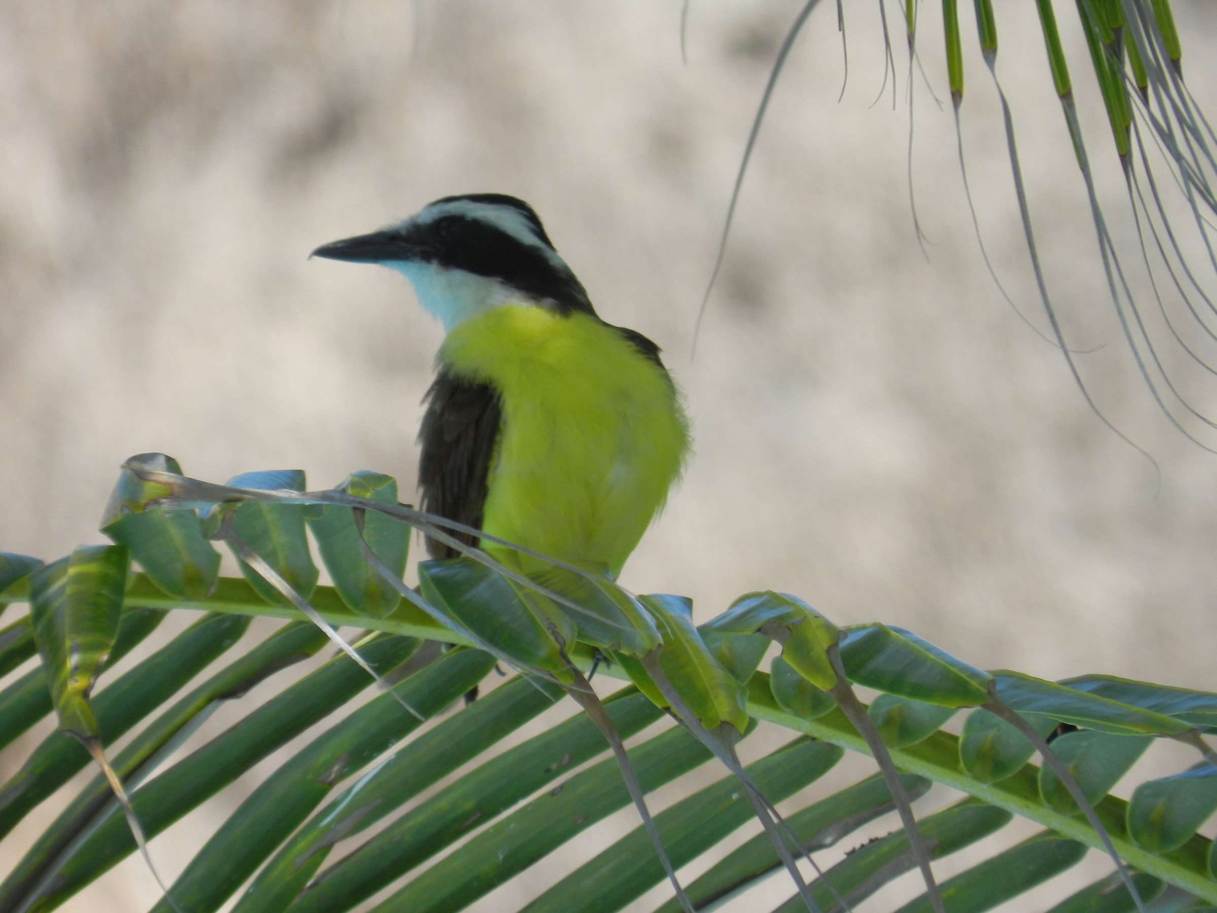 Riviera Maya, Mexico