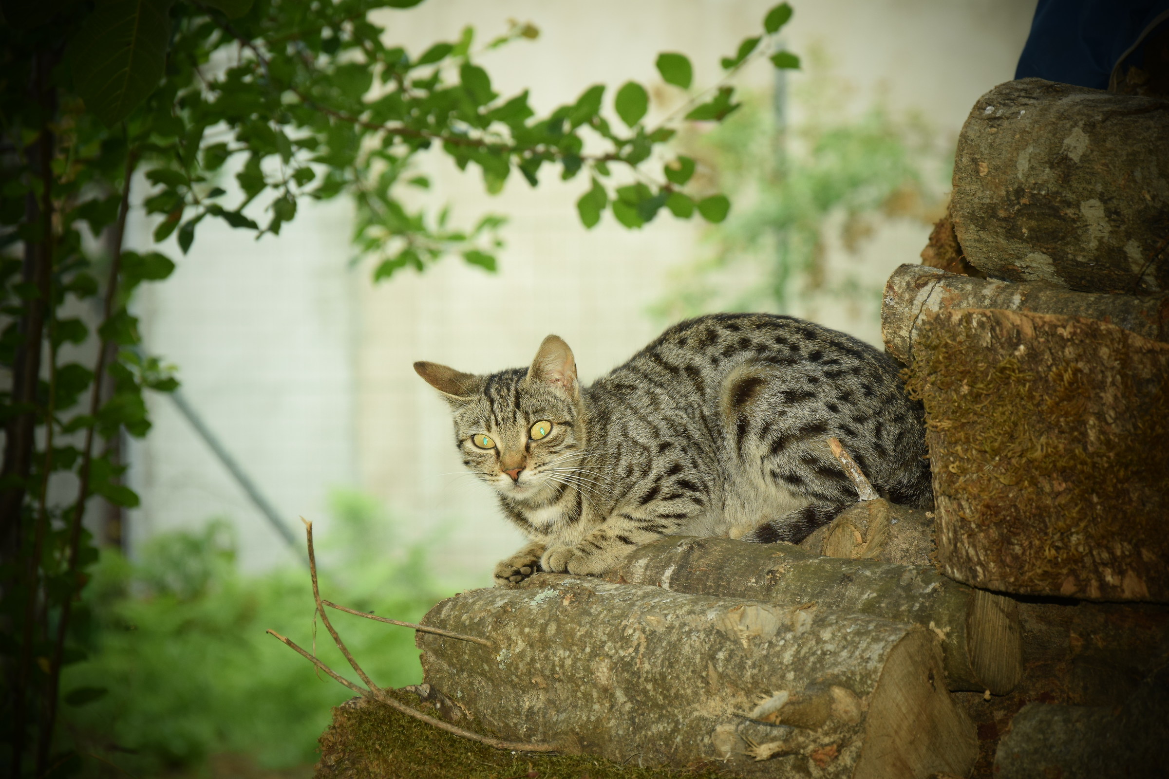 Gatto Randagio