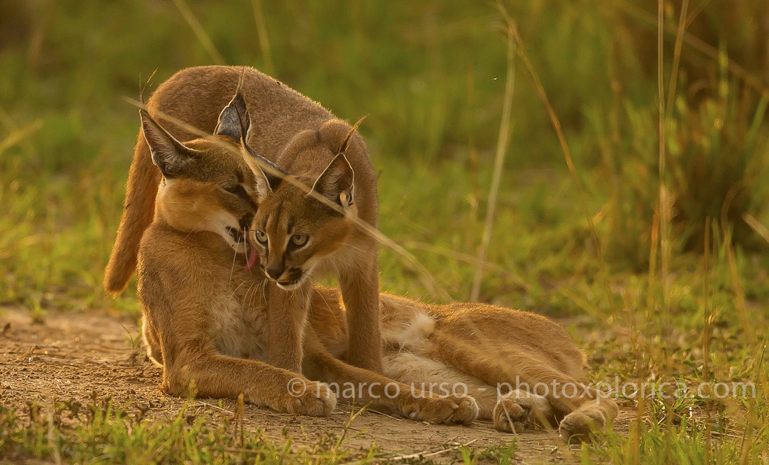 Caracal - madre e cucciolo - Masai Mara
