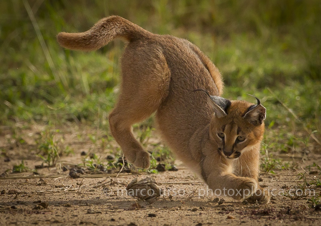 Caracal