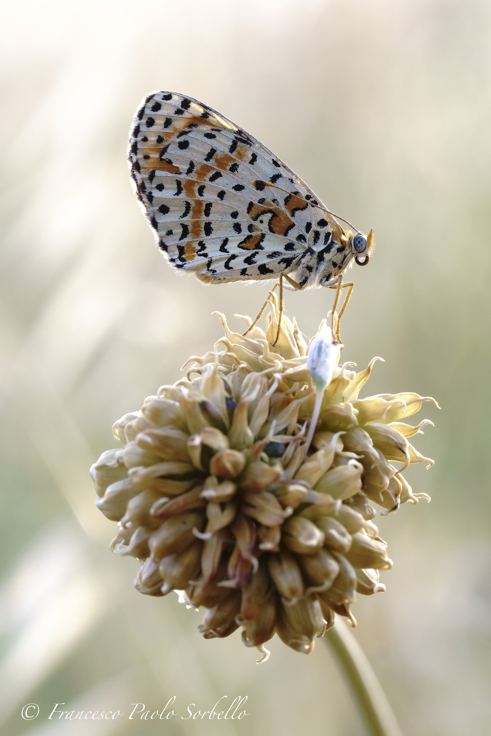 Melitaea Dydina