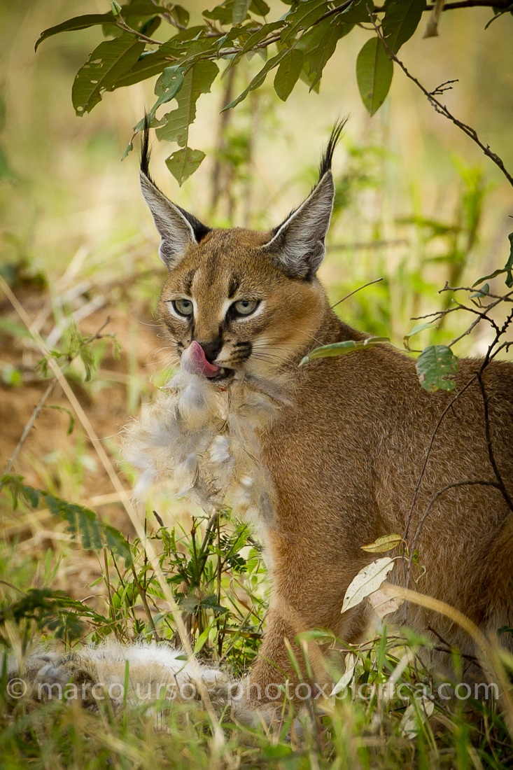 Caracal