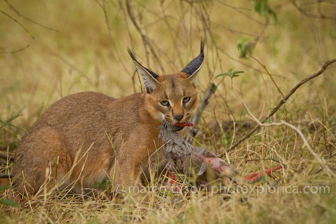 Caracal