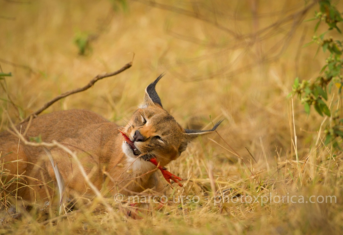 Caracal