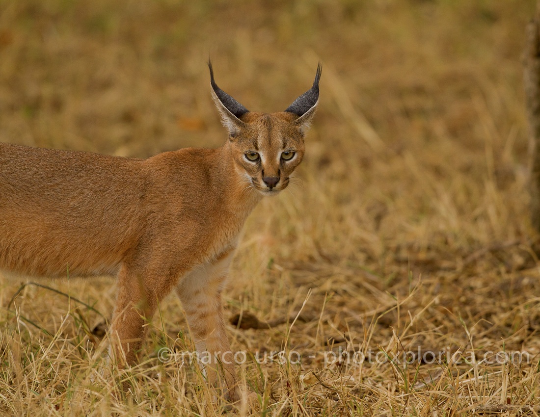 Caracal