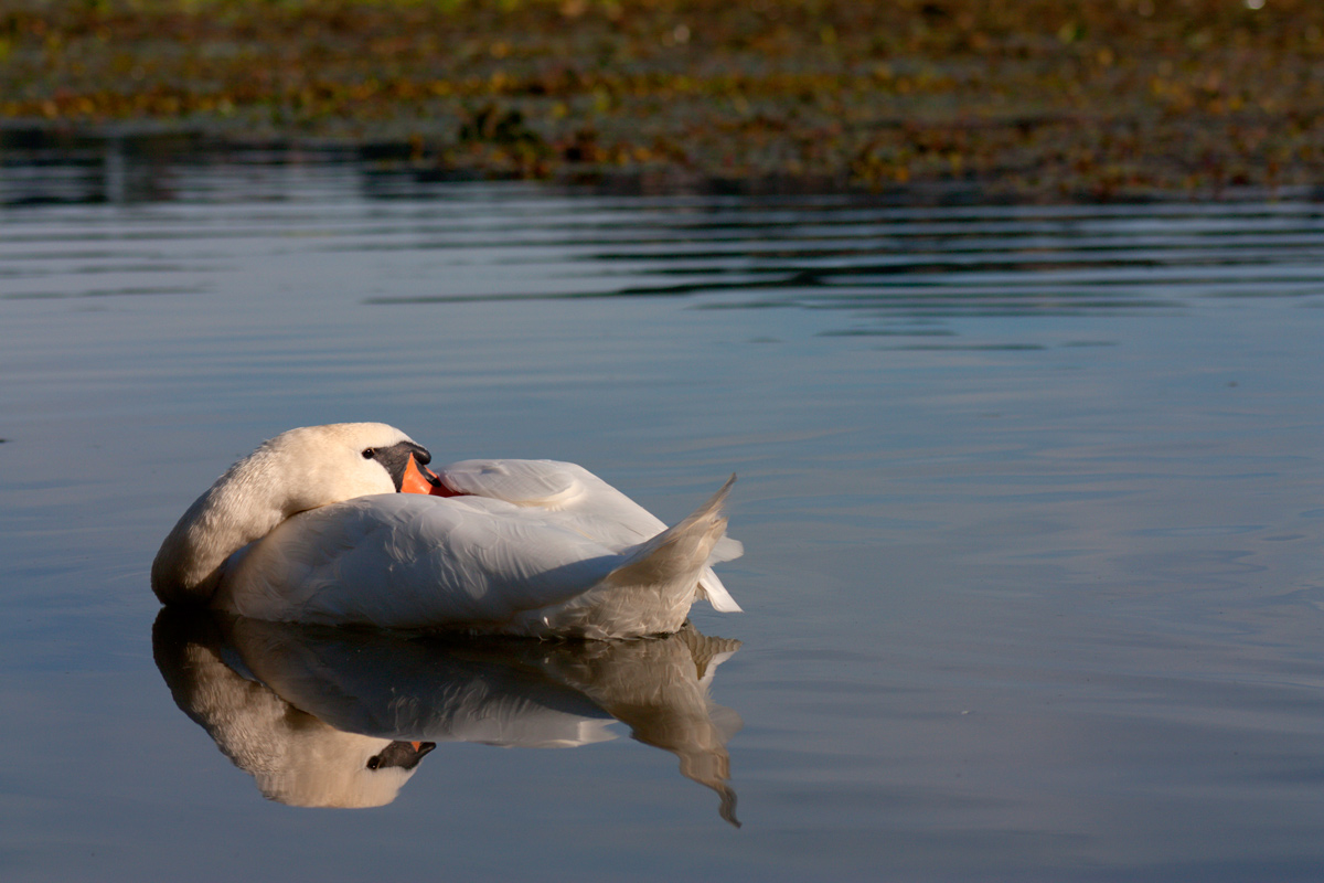 Reflections at sunset