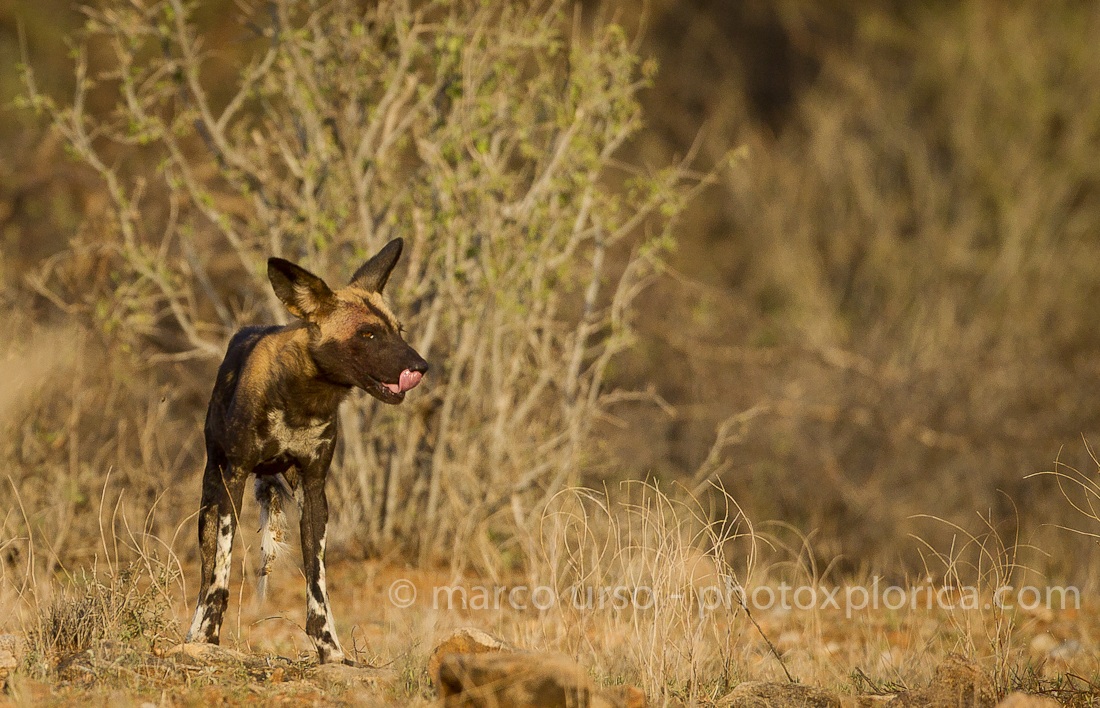 Licaone - Wild dog -Lycaon pictus