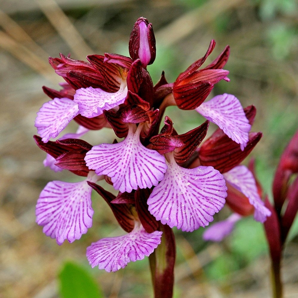 Anacamptis papilionacea var. grandiflora