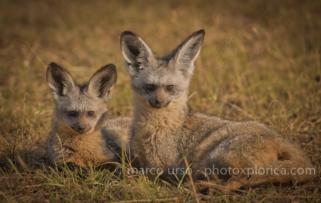 Otocione - Bat-eared Fox - Otocyon Megalotis