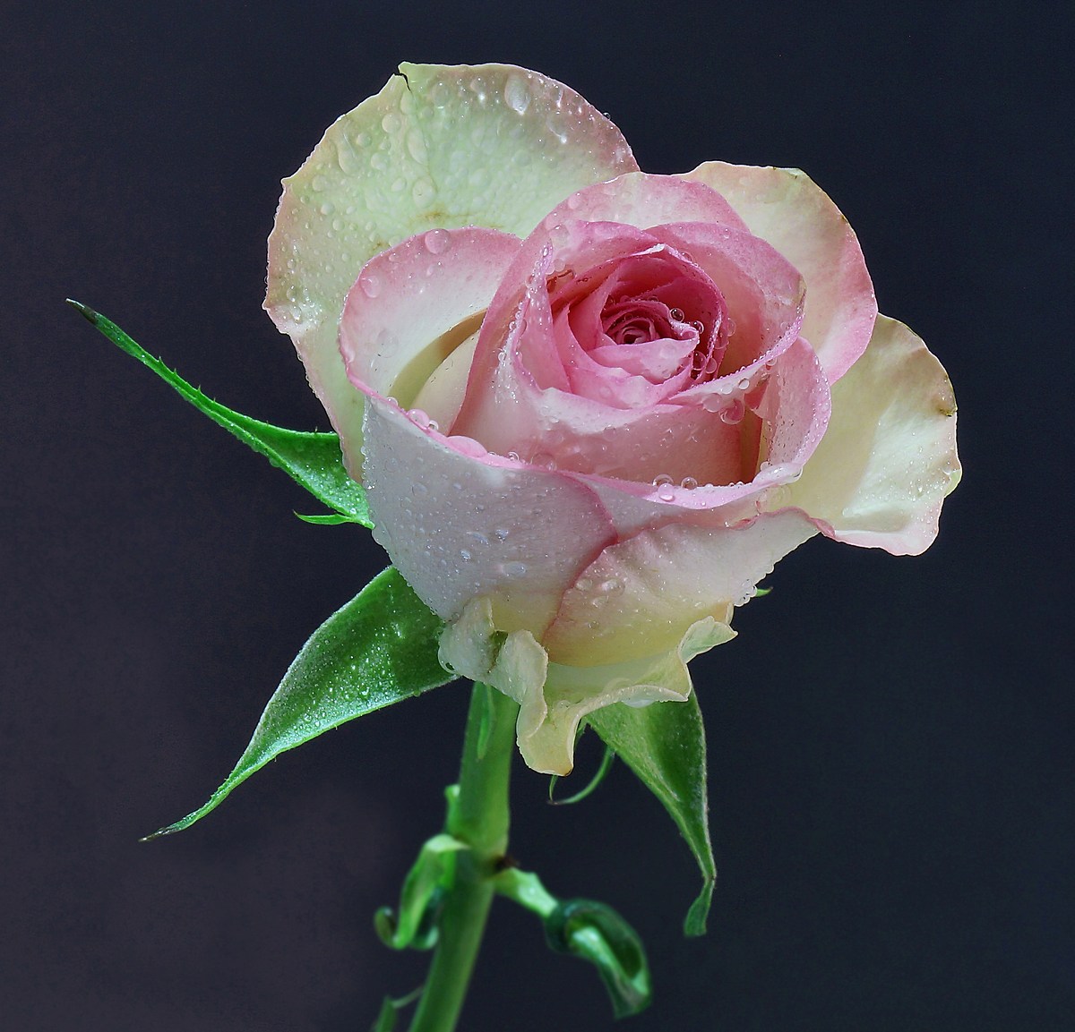 Una rosa dal cuore rosa