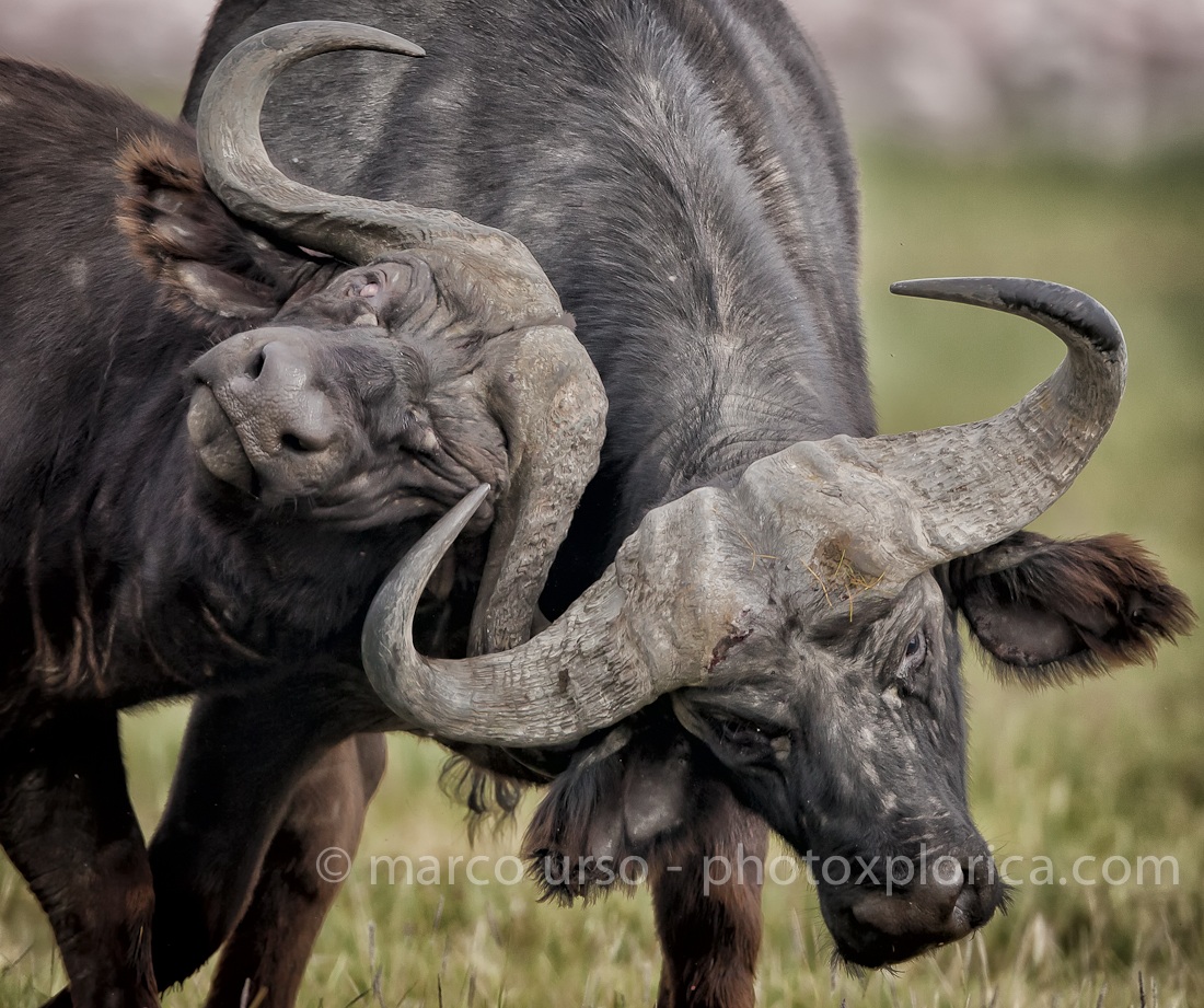 Bufalo - African Buffalo