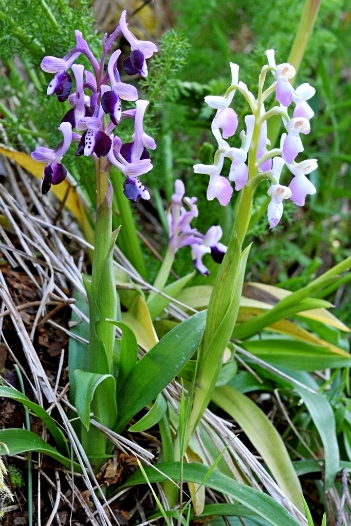 Anacamptis longicornu