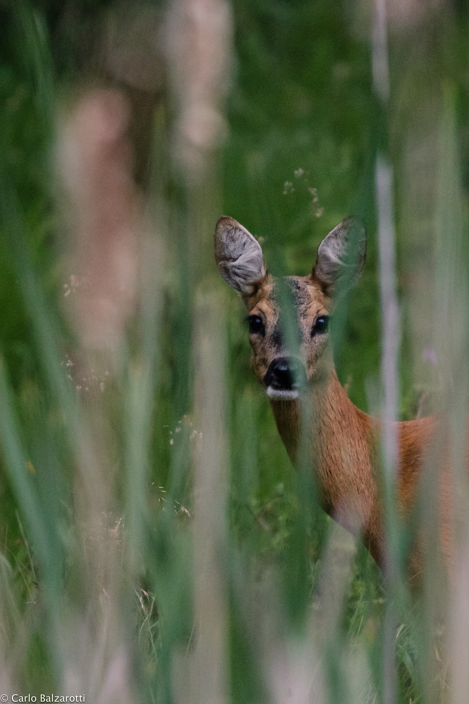 Eyes rolling in the reeds