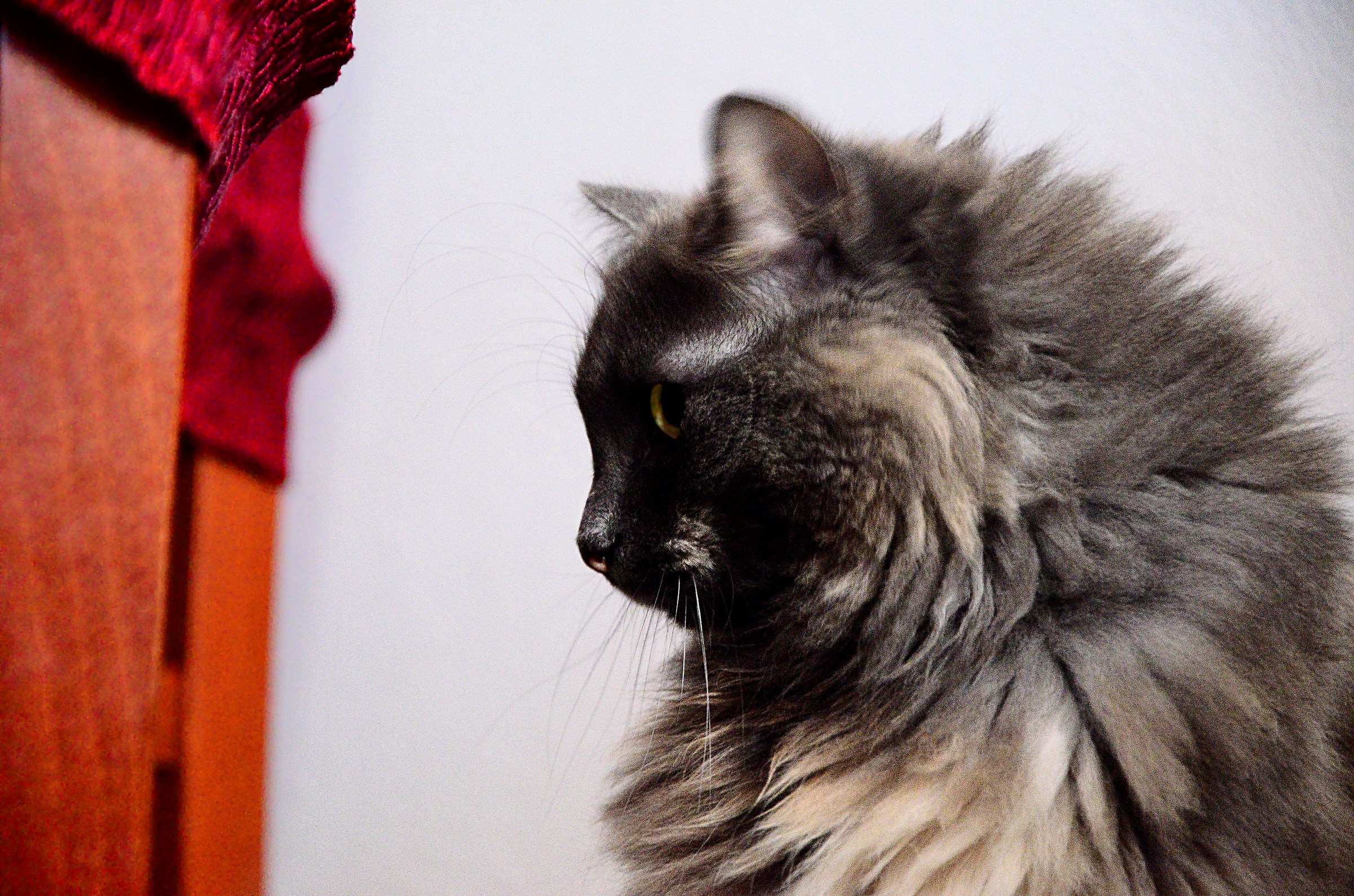 Anita, Furry Shyness