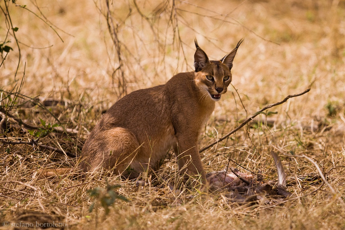 Caracal 078