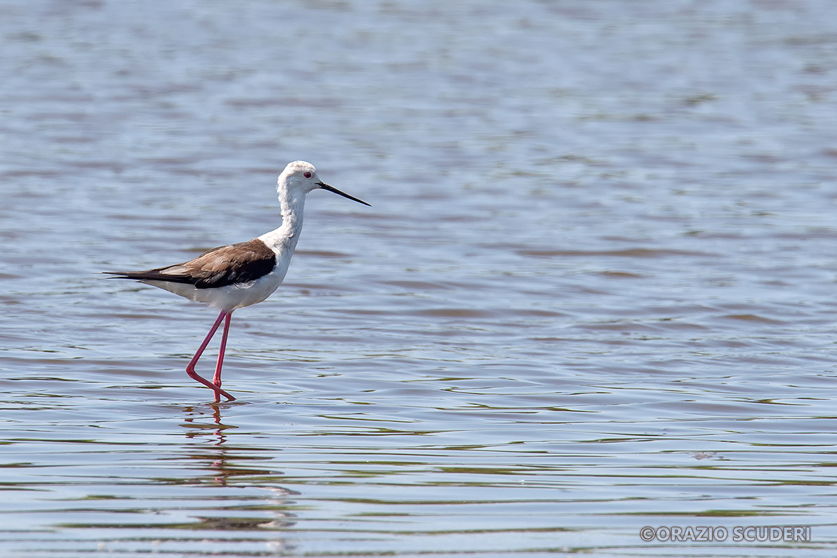 Himantopus himantopus