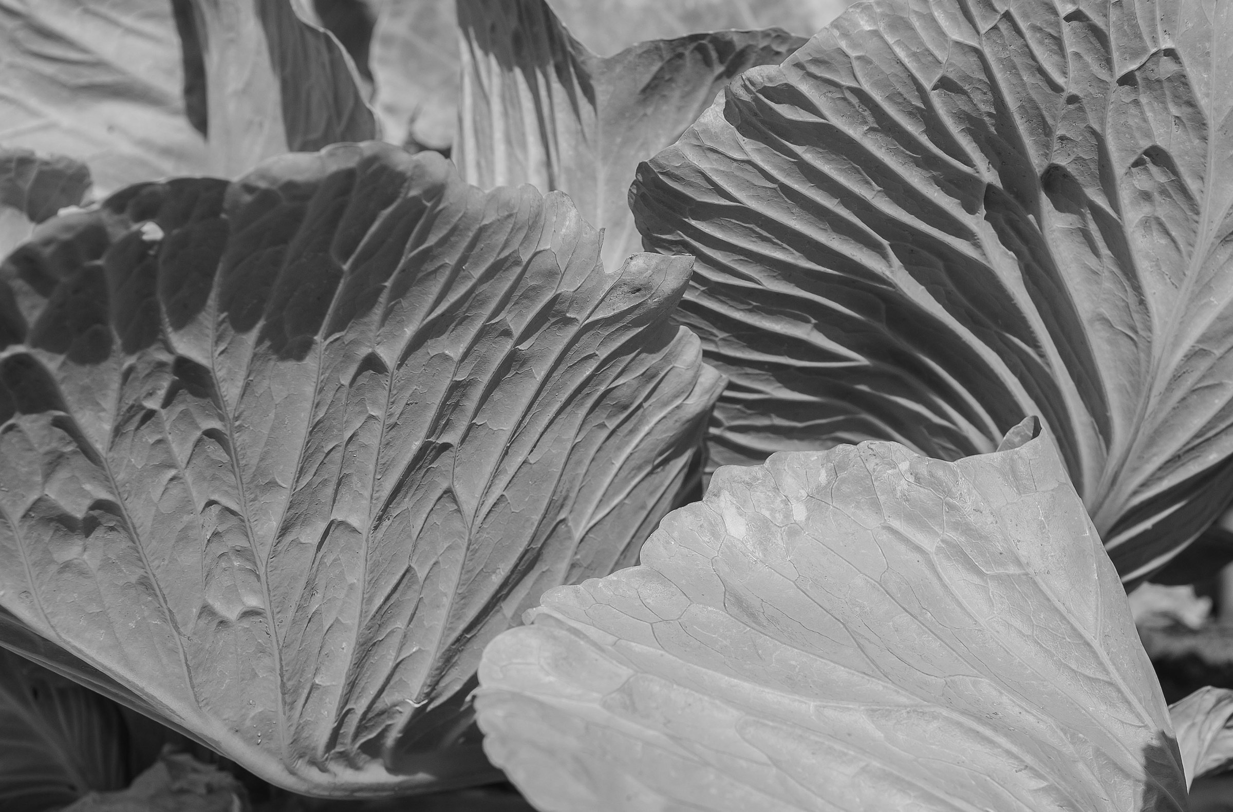 Today I liberarto wings of my butterflies