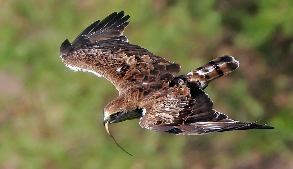 Biancone, the eagle of the snakes.