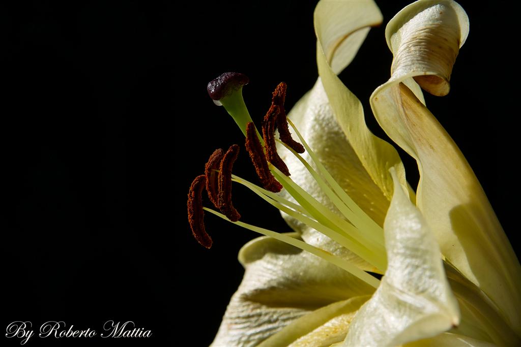 Flower to the Graveyard