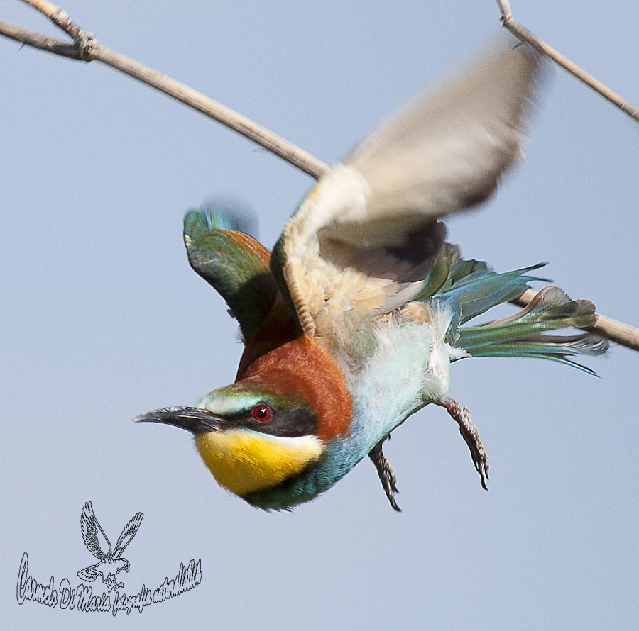 bee-eater