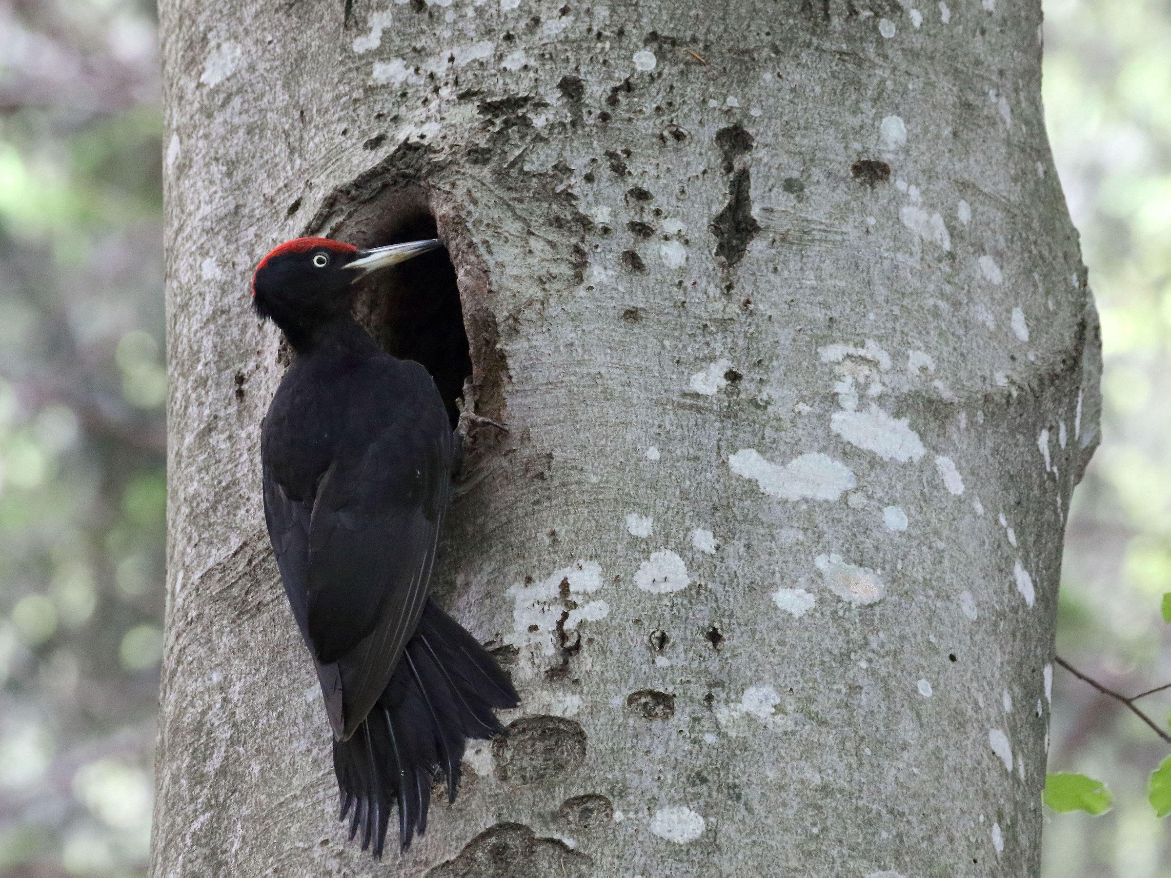 Black Woodpecker