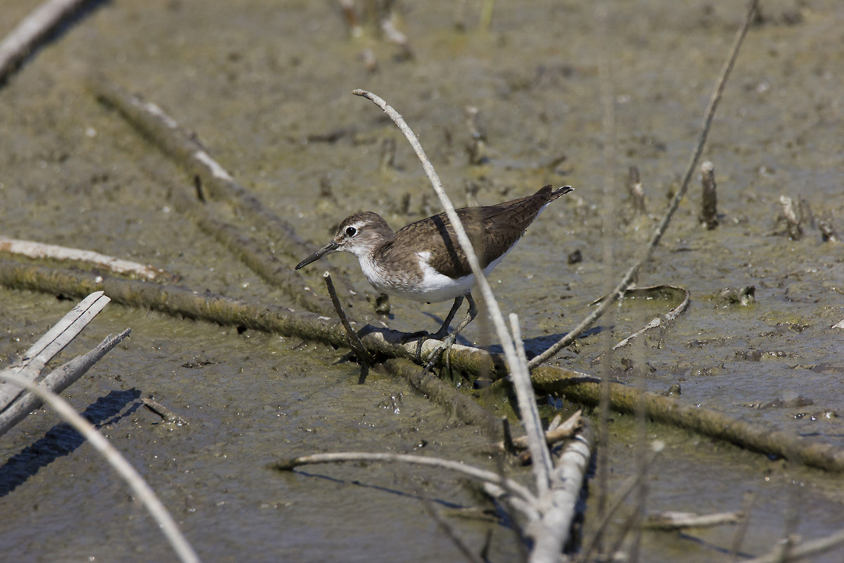 Little Stint