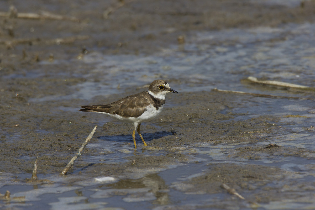 Little Ringed Plover