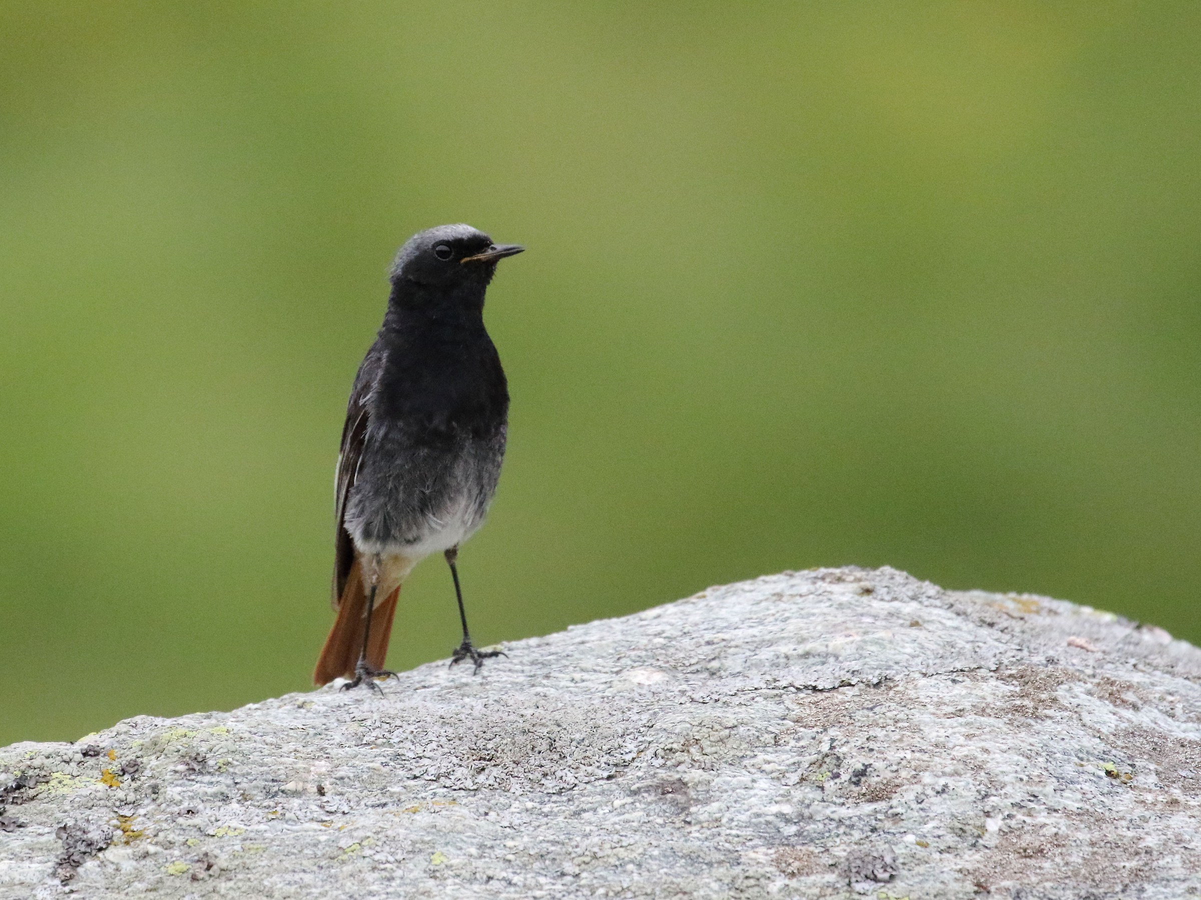 Black Redstart male